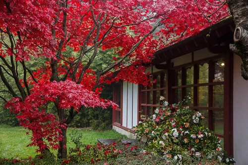 A red maple tree, all red, in front of a Japanese style house, in Nantes